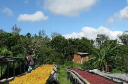 印尼苏门答腊岛亚齐Ache省怎样能买到好的咖啡豆网上购买咖啡豆需