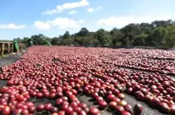 埃塞俄比亚西达摩日晒处理狮子王怎样能买到好的咖啡豆网上购买咖