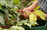埃塞俄比亚耶加雪菲科契尔怎样能买到好的咖啡豆网上购买咖啡豆需