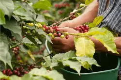 埃塞俄比亚耶加雪菲科契尔怎样能买到好的咖啡豆网上购买咖啡豆需