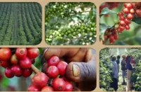 网上购买咖啡豆需要注意些什么? 卢旺达西部省穆修伊处理厂水洗处