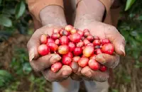 网上哪能买到咖啡豆?咖啡豆去哪买好?卢旺达穆修伊处理厂水洗处理