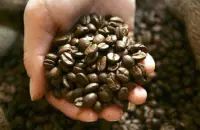 西达摩夏奇索Shakisso产区日晒咖啡熟豆 网上哪能买到咖啡豆?咖啡