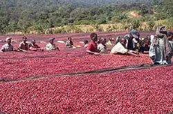 萨尔瓦多喜马拉雅庄园半日晒红波旁网上购买咖啡豆需要注意些什么