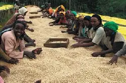 网上哪能买到咖啡豆?咖啡豆去哪买好? 进口巴西风味波旁咖啡豆
