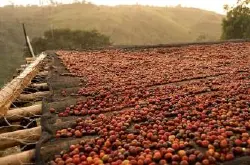  网上哪能买到咖啡豆?咖啡豆去哪买好?哥斯达黎加中部山谷火凤凰