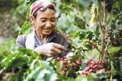 咖啡收购价 云南咖啡豆收购价或涨至35元 2016年咖啡豆价格