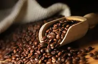 咖啡豆种子的批发价格咖啡豆种子的行情价格是多少?进口咖啡豆求