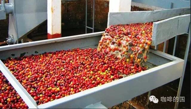 什么是水洗法精品咖啡豆处理方法咖啡精制法耶加雪菲科契尔kocher