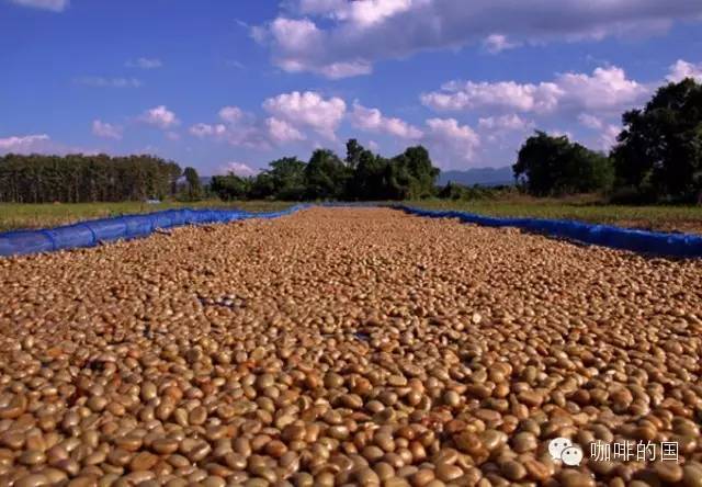 咖啡知识什么是水洗处理法?咖啡豆“水洗”与“日晒”的区别