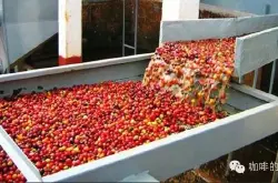 咖啡豆几种清洗方法咖啡豆的处理:什么是咖啡干燥法?水洗耶佳雪菲