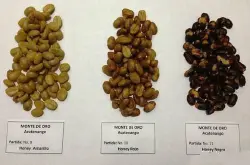 咖啡生豆蜜处理中的黄蜜、红蜜和黑蜜在风味上有什么区别?哥斯达