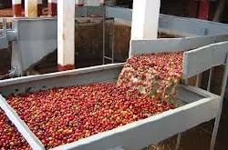 蜜处理后的咖啡豆如何分级精品咖啡豆处理方法咖啡精制法红蜜处理