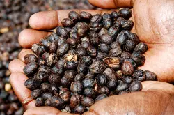 请介绍下咖啡的水洗,半水洗,日晒,蜜处理的生豆处理法哥斯达黎加