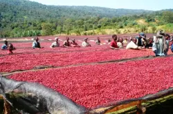密处理方法咖啡生豆处理咖啡生豆处理价格优质咖啡生豆处理批发