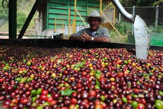 危地马拉国家危地马拉产区危地马拉时间危地马拉咖啡新东方产区