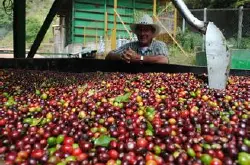 哥伦比亚咖啡巴西咖啡区别 哥伦咖啡豆种植文化故事风味特点口感