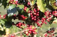 哥伦比亚慧兰哥伦比亚咖啡的种植者哥伦比亚优质咖啡阿拉比卡种咖