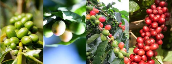 坦桑尼亚将举办世界特产咖啡大会咖啡坦桑尼亚的莫西镇坦桑尼亚特