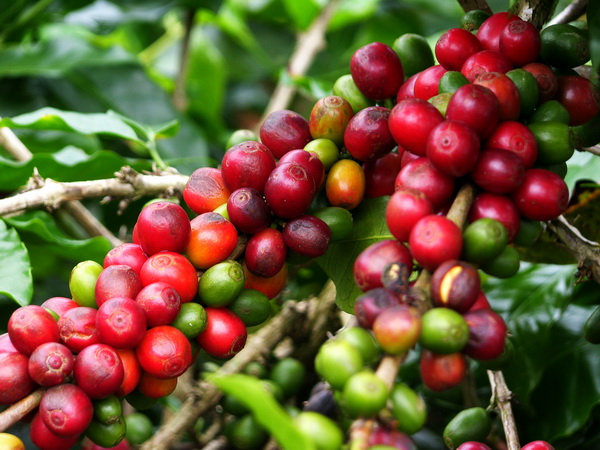 体验种植园风情坦桑尼亚阿鲁沙咖啡庄园非洲坦桑尼亚原装进口咖啡