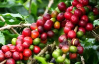 体验种植园风情坦桑尼亚阿鲁沙咖啡庄园非洲坦桑尼亚原装进口咖啡