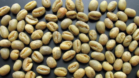 坦桑尼亚咖啡生豆乞力马扎罗AA 乌梅子风味均衡酸性柔顺温和