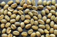 坦桑尼亚咖啡生豆乞力马扎罗AA 乌梅子风味均衡酸性柔顺温和