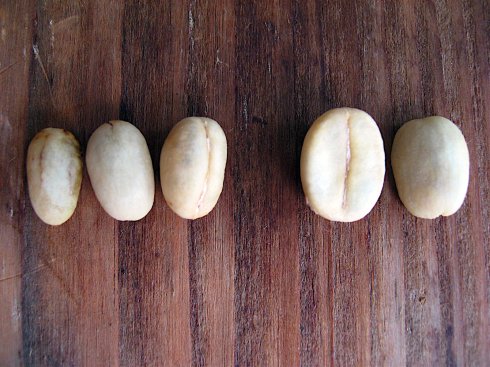 在坦桑尼亚品味非洲咖啡的感觉理坦桑尼亚的咖啡豆批发价格