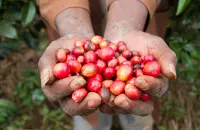 埃塞俄比亚咖啡产业及品种资源埃塞俄比咖啡购买指南多少钱一磅