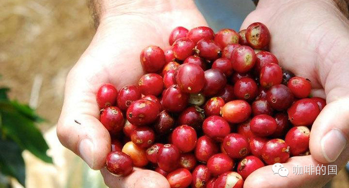 如何选埃塞俄比亚咖啡介绍高岭域咖啡豆产地埃塞俄比亚咖啡购买攻