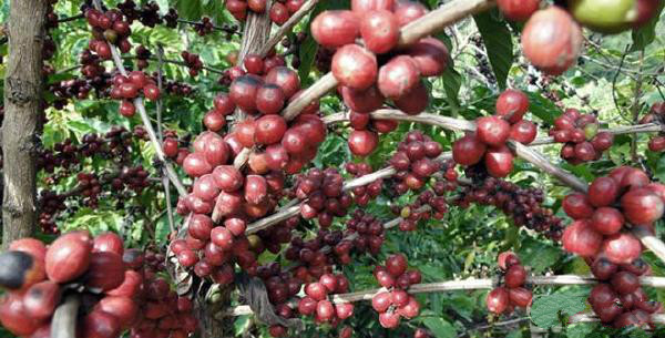 请问在哪儿能买到正宗的埃塞俄比亚咖啡?埃塞俄比亚咖啡西达莫产