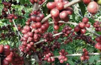 请问在哪儿能买到正宗的埃塞俄比亚咖啡?埃塞俄比亚咖啡西达莫产