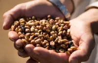 埃塞俄比亚咖啡品种埃塞俄比亚咖啡豆品级分析埃塞俄比亚主要产区