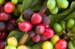 阿拉比加单品咖啡豆埃塞俄比亚咖啡豆批发价格ILLY意利星巴克选地
