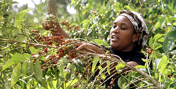 世界精品咖啡-走进肯尼亚奇妙的水果风味的咖啡肯尼亚咖啡生豆价