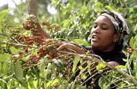 世界精品咖啡-走进肯尼亚奇妙的水果风味的咖啡肯尼亚咖啡生豆价