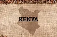 2016年肯尼亚特产大全肯尼亚咖啡攻略新鲜下单烘焙咖啡豆肯尼亚aa