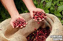 哪个国家的咖啡最好喝?玛卡咖啡多少钱玛卡咖啡怎么样秘鲁进口原