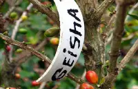 巴拿马翡翠庄园瑰夏咖啡豆精品咖啡豆2016新豆咖啡熟豆最新最全