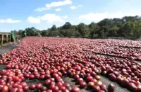 巴拿马瑰夏咖啡豆和危地马拉瑰夏咖啡豆有什么区别绿色雨林认证