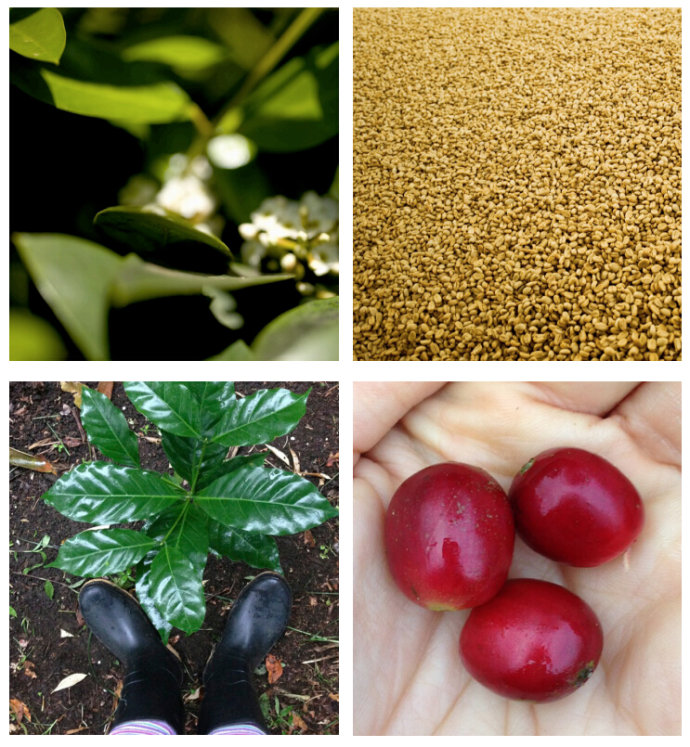 世界上最贵的10种咖啡萨尔瓦多帕卡马拉种品牌批发进口精品咖啡
