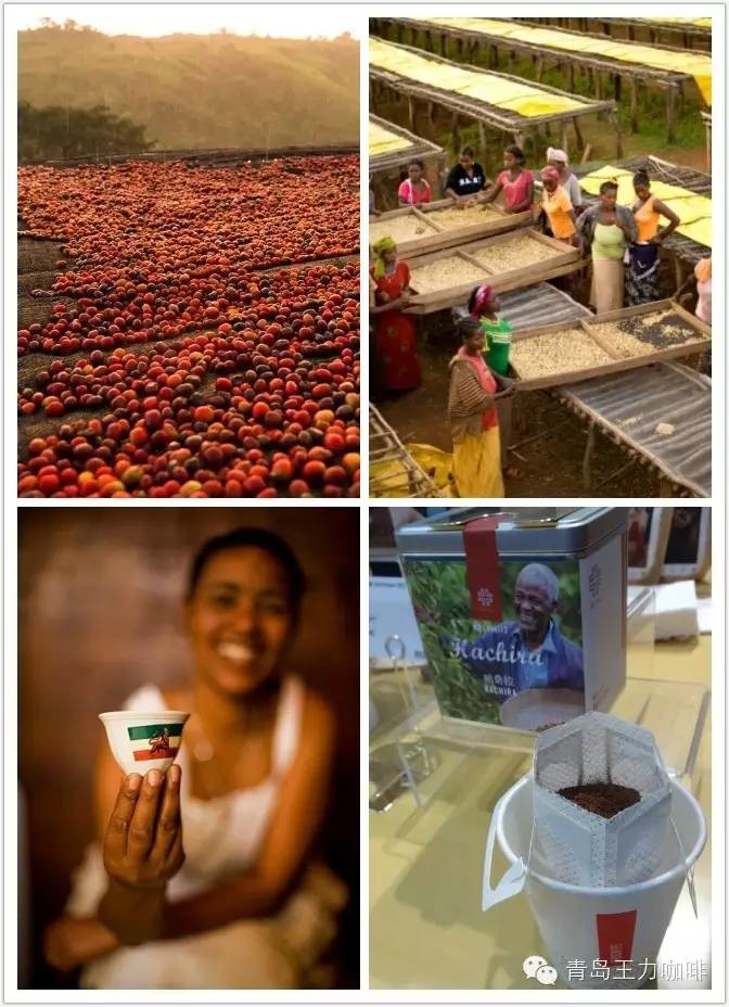 萨尔瓦多帕卡马拉进口精品咖啡生豆大象豆原产地喜马拉雅庄园