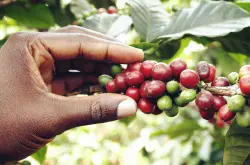 肯亚咖啡肯亚咖啡价格优质肯亚咖啡批发采购肯亚咖啡的特点基础