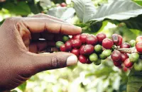 咖啡带是哪些洲哪些国家咖啡知识洪都拉斯Honduras咖啡特色介绍