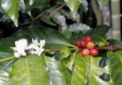 中国适合种植咖啡豆的生产地带 在中国能种咖啡豆吗