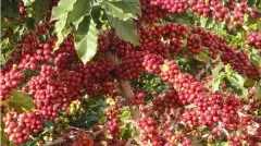 厄瓜多尔是具备了生产最高品质咖啡一切条件的国家