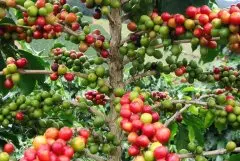 利比亚咖啡豆 咖啡原生豆品种之一