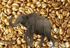 象粪咖啡全程解析多图 昂贵的泰国咖啡