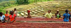 高地形种植的咖啡豆 危地马拉精品咖啡豆