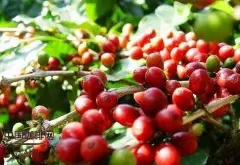 蜜处理的精品咖啡豆 哥斯达黎加处理方式不同的咖啡风味